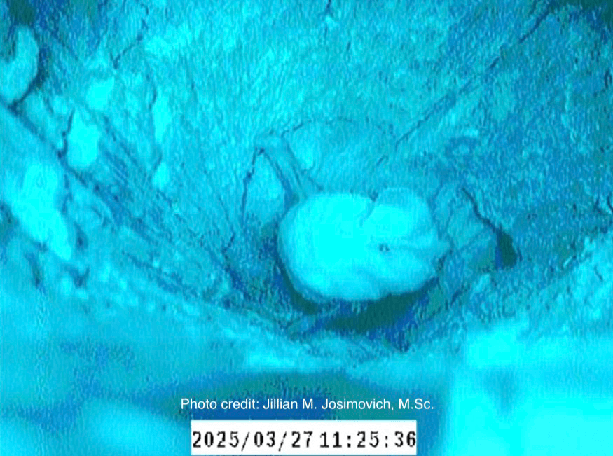 HOLLOWCAM — Details, image 2