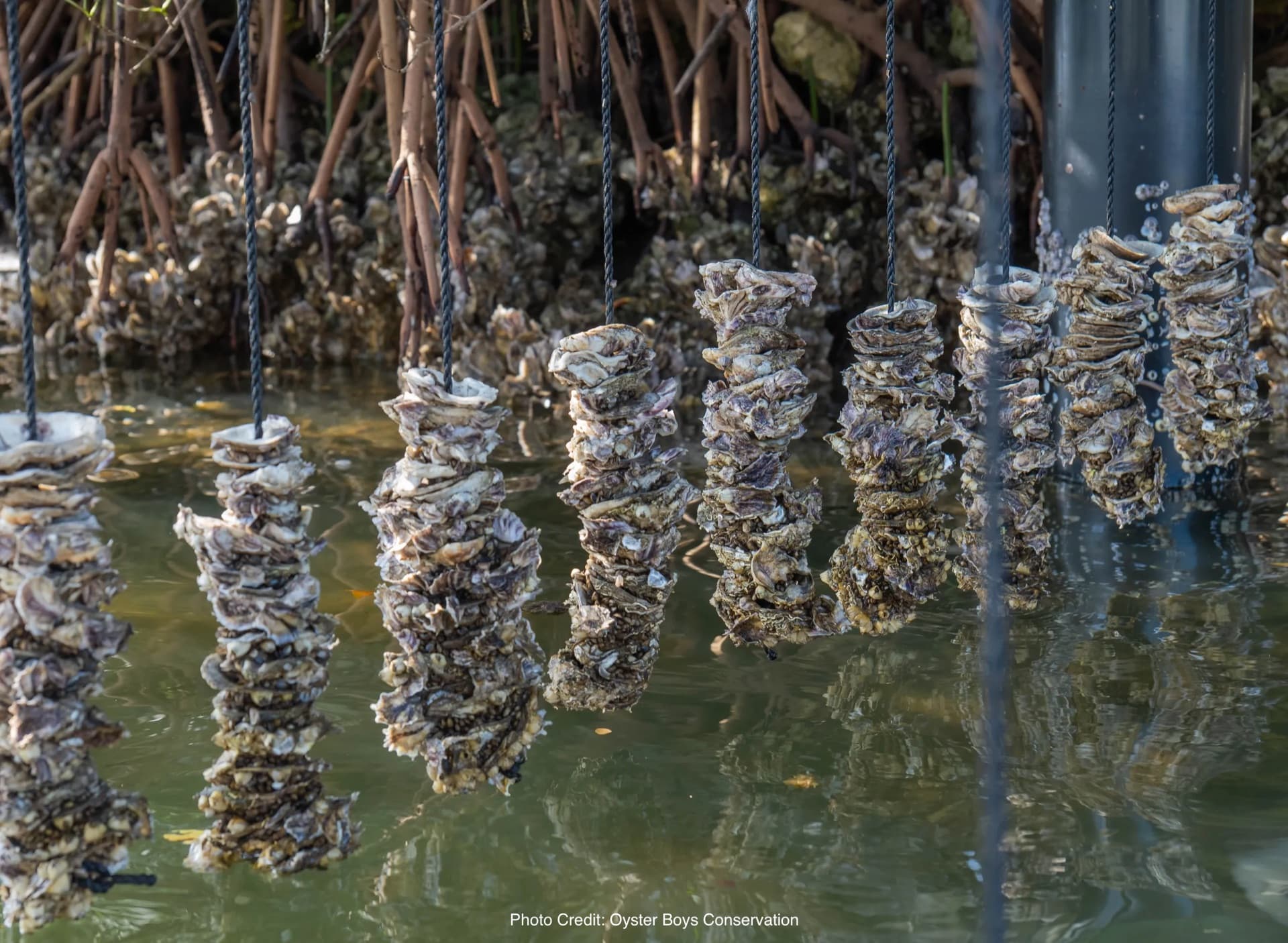REEF RESEARCH — Overview, image 1