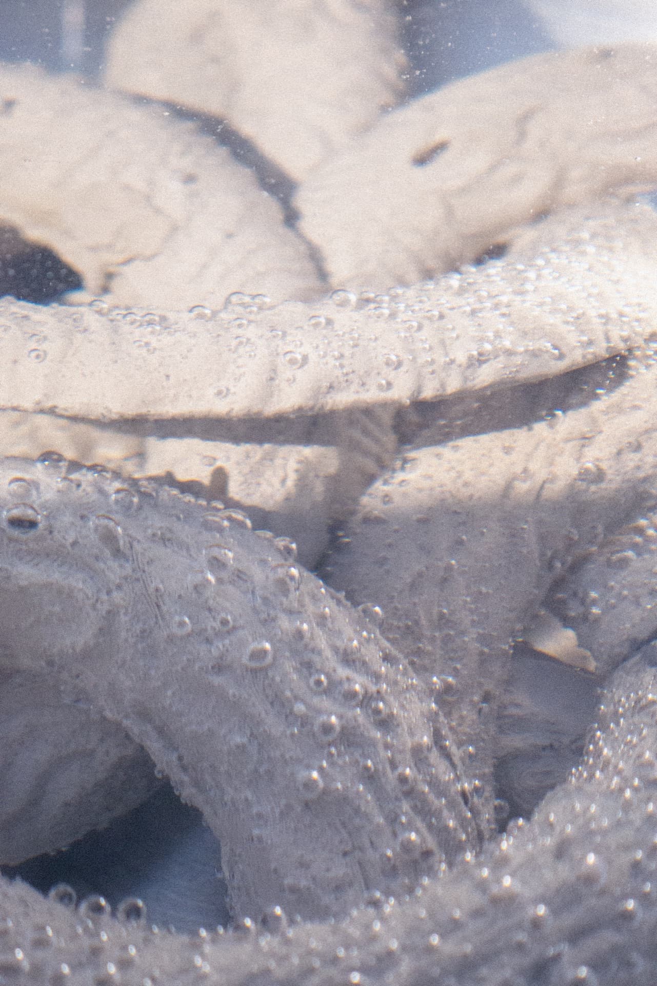 REEF RESEARCH — Oystercatcher, image 1